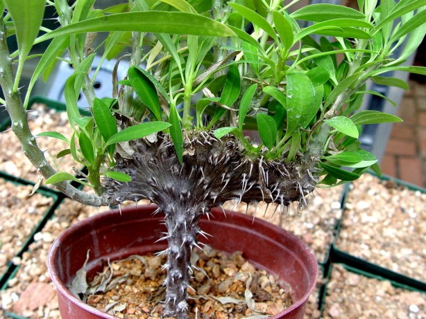 Crown-of-Thorns-Plant.jpg