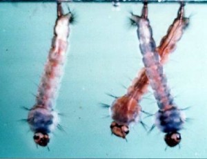 mosq larvae uri.edu Mosquito larvae