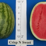 Crisp N Sweet 2006 Watermelon Trial