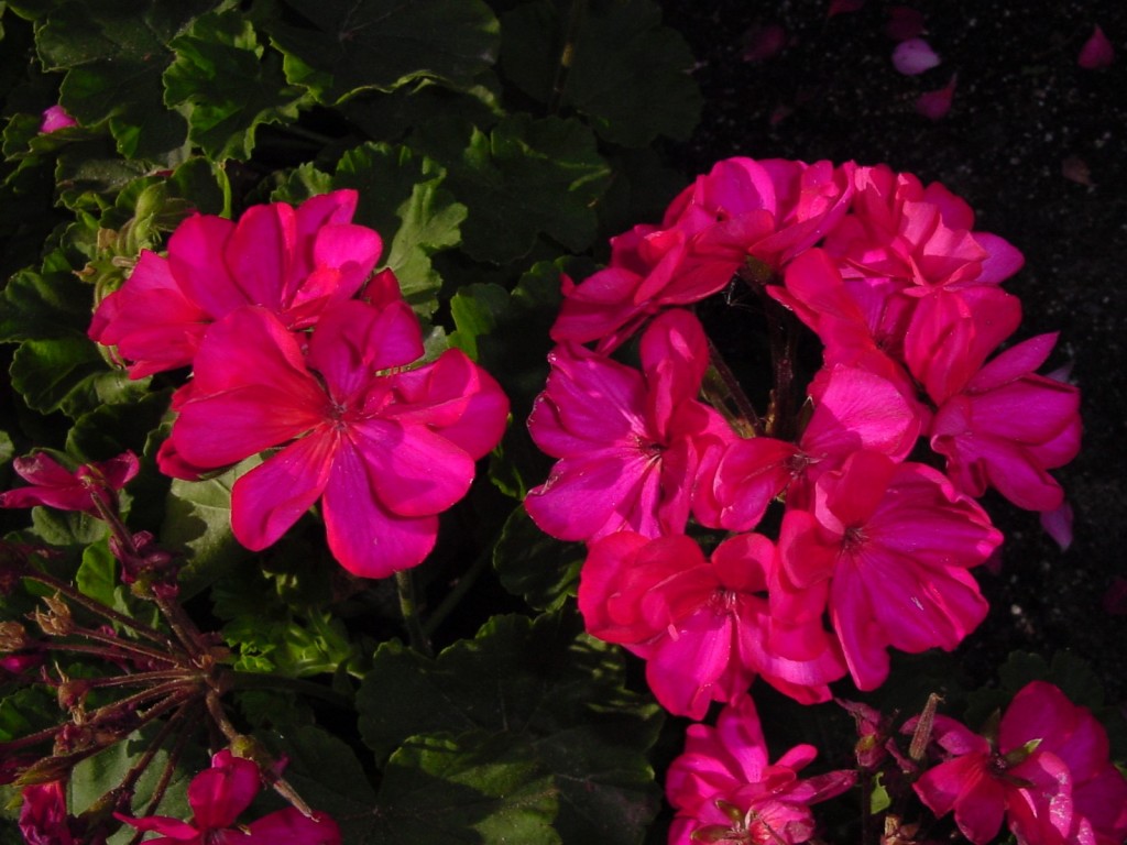 The First Truly HeatTolerant Geraniums in the World Urban Program