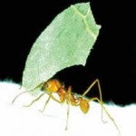 Leaf cutter ant with leaf