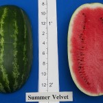 Summer Velvet 2006 Watermelon Trial