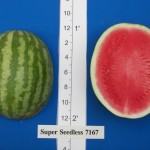 Super Seedless 7167 2006 Watermelon Trial
