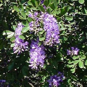 Texas Mountain Laurel  Urban Program Bexar County