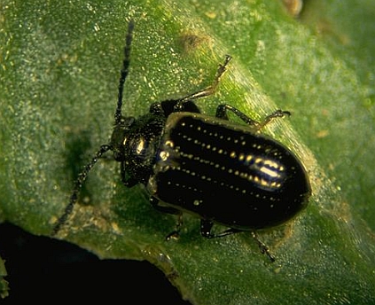 Yellow Margined Leaf Beetle | Urban Program Bexar County