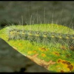 Fall web worm