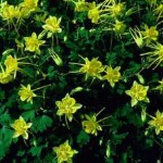 HINCKLEY'S COLUMBINE (Aguilegia Hinkleyana)