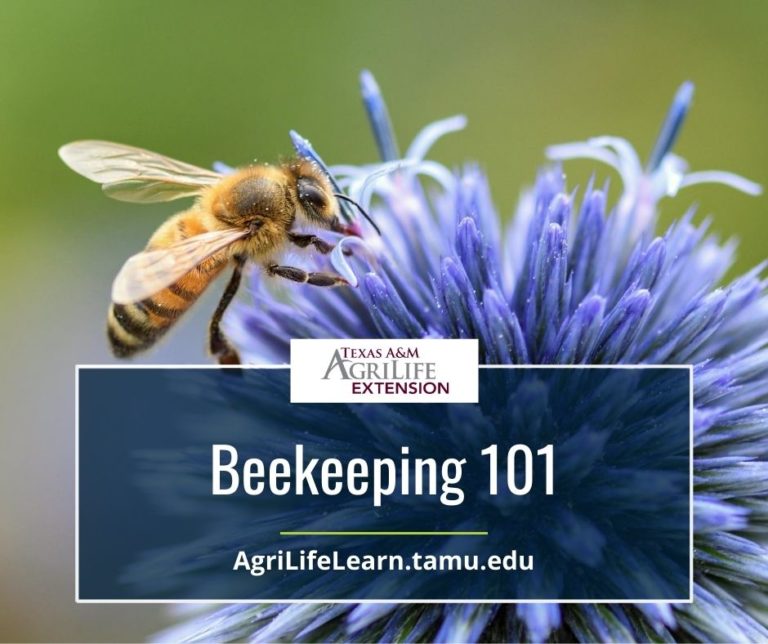 Beekeeping 101 Online Course | Urban Program Bexar County